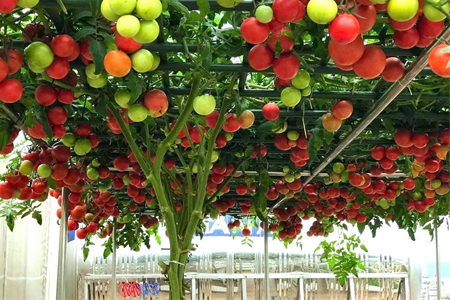 Dàn trồng cà chua