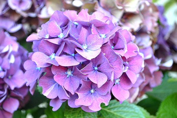 Hoa cẩm tú cầu màu tím